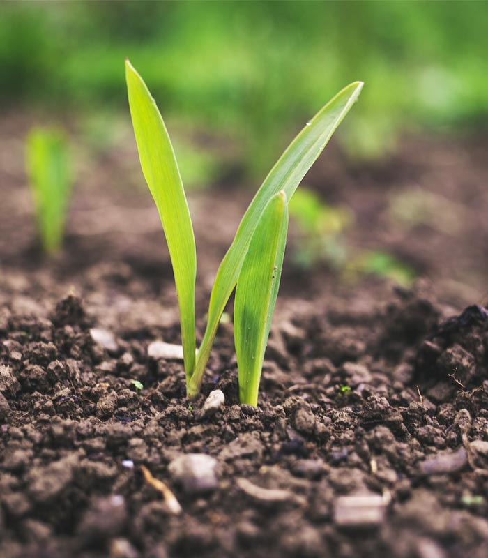 agriculture background